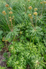 Anemonastrum biarmiense