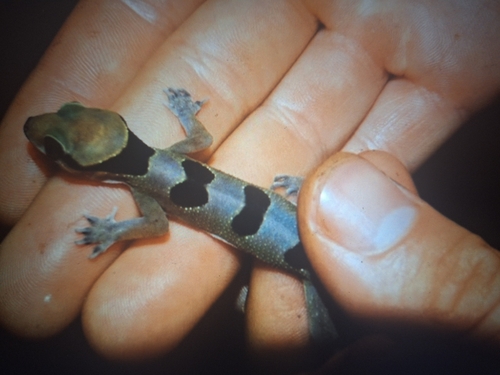 Cross River Half-toed Gecko