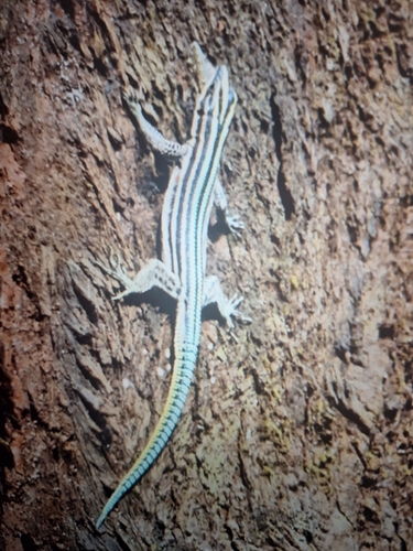 Sawtail lizard