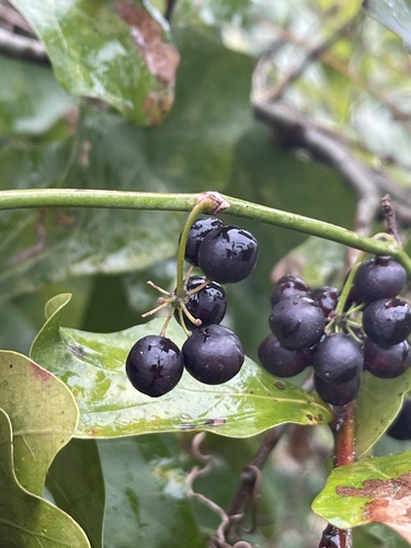 Earleaf greenbrier (Smilax auriculata)