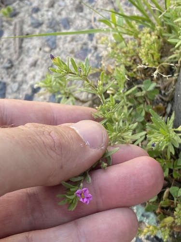 Image of Calibrachoa parviflora by (c) Leonel Roget, some rights reserved (CC BY)