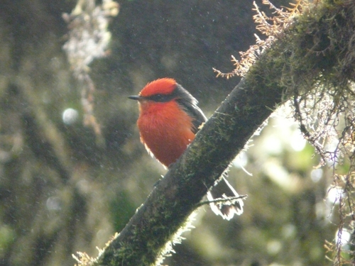Moucherolle des Galapagos (Pyrocephalus nanus)