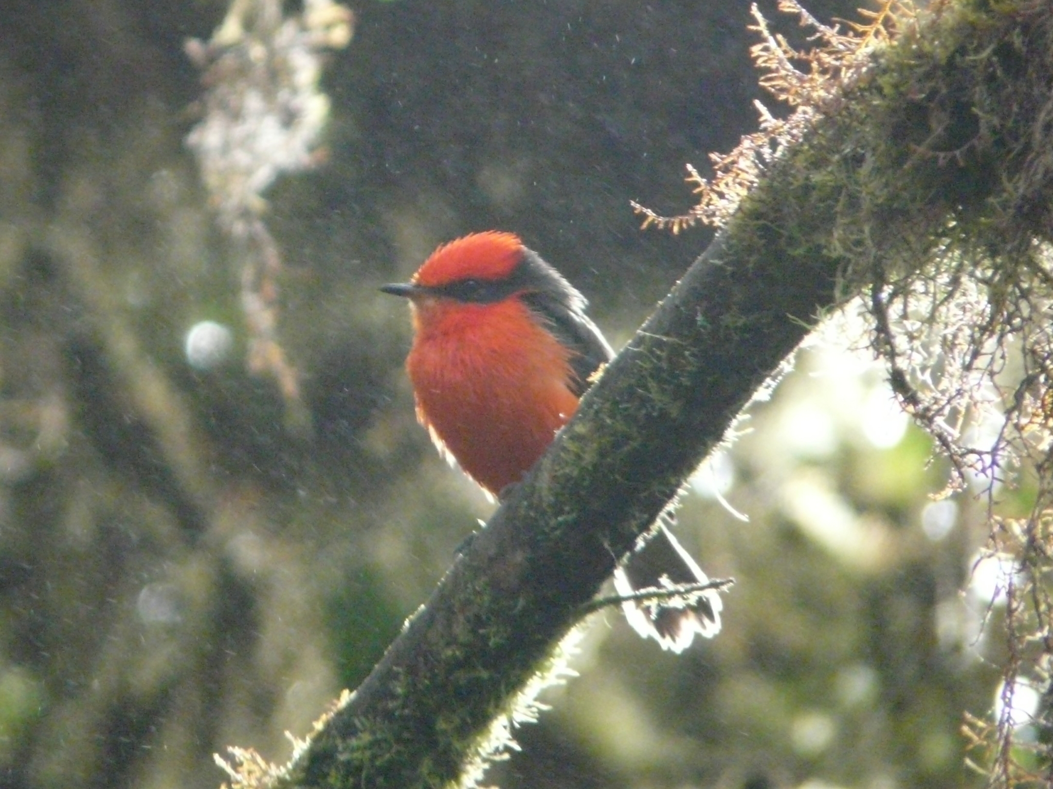 Brujo Flycatcher illustration