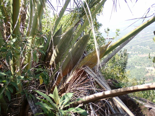 Giant Windowpane Palm (Beccariophoenix madagascariensis)