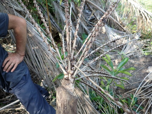 Image of Beccariophoenix madagascariensis by (c) Louis Aureglia, some rights reserved (CC BY)