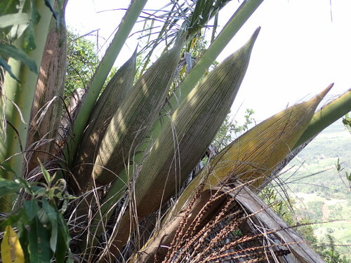 Image of Beccariophoenix madagascariensis by (c) Louis Aureglia, some rights reserved (CC BY)