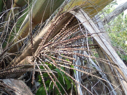 Image of Beccariophoenix madagascariensis by (c) Louis Aureglia, some rights reserved (CC BY)