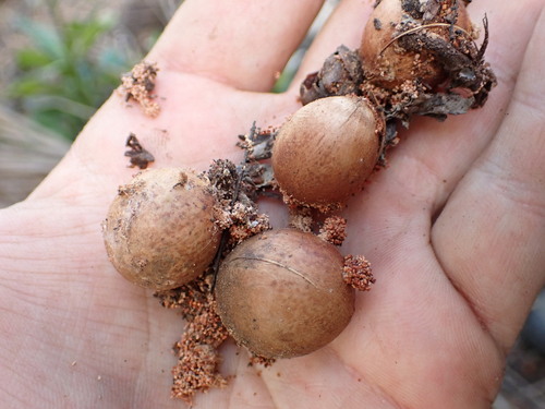 Image of Beccariophoenix madagascariensis by (c) Louis Aureglia, some rights reserved (CC BY)