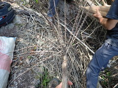 (c) Louis Aureglia, some rights reserved (CC BY) Beccariophoenix madagascariensis, photograph (c) Louis Aureglia, some rights reserved (CC BY)