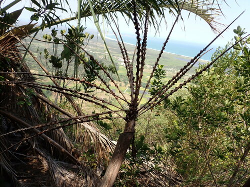 Beccariophoenix madagascariensis, photograph 2