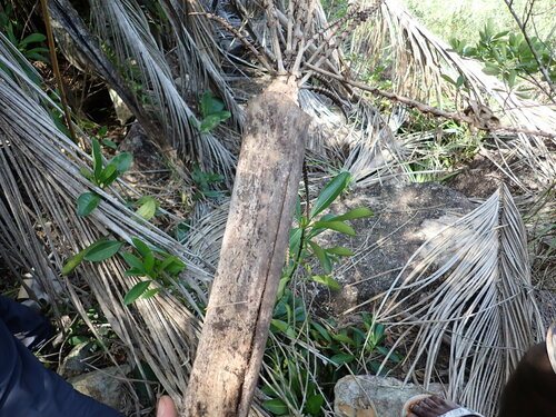 Image of Beccariophoenix madagascariensis by (c) Louis Aureglia, some rights reserved (CC BY)