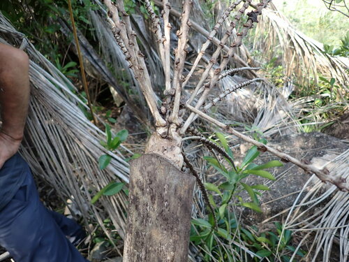 Image of Beccariophoenix madagascariensis by (c) Louis Aureglia, some rights reserved (CC BY)