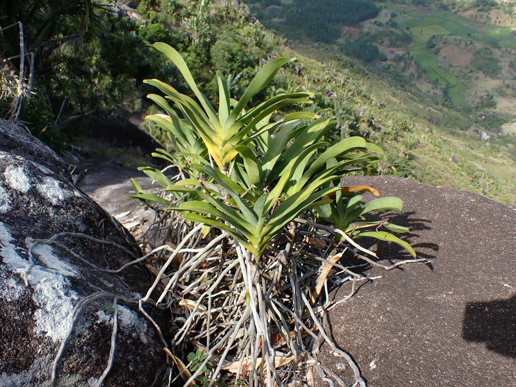 Angraecum sesquipedale
