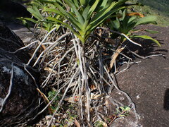 Angraecum sesquipedale, photograph (c) Louis Aureglia, some rights reserved (CC BY)