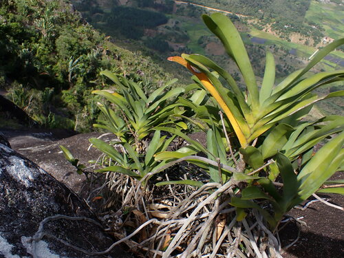 Image of Angraecum sesquipedale by (c) Louis Aureglia, some rights reserved (CC BY)
