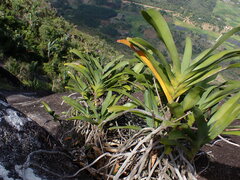 Angraecum sesquipedale, photograph (c) Louis Aureglia, some rights reserved (CC BY)