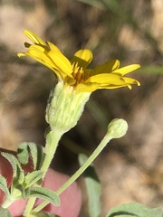 Heterotheca excelsior