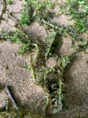 Hydrocharitaceae