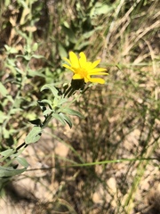 Heterotheca excelsior