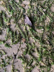 Hydrocharitaceae