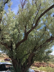Elaeagnus angustifolia