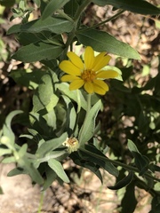 Heterotheca excelsior