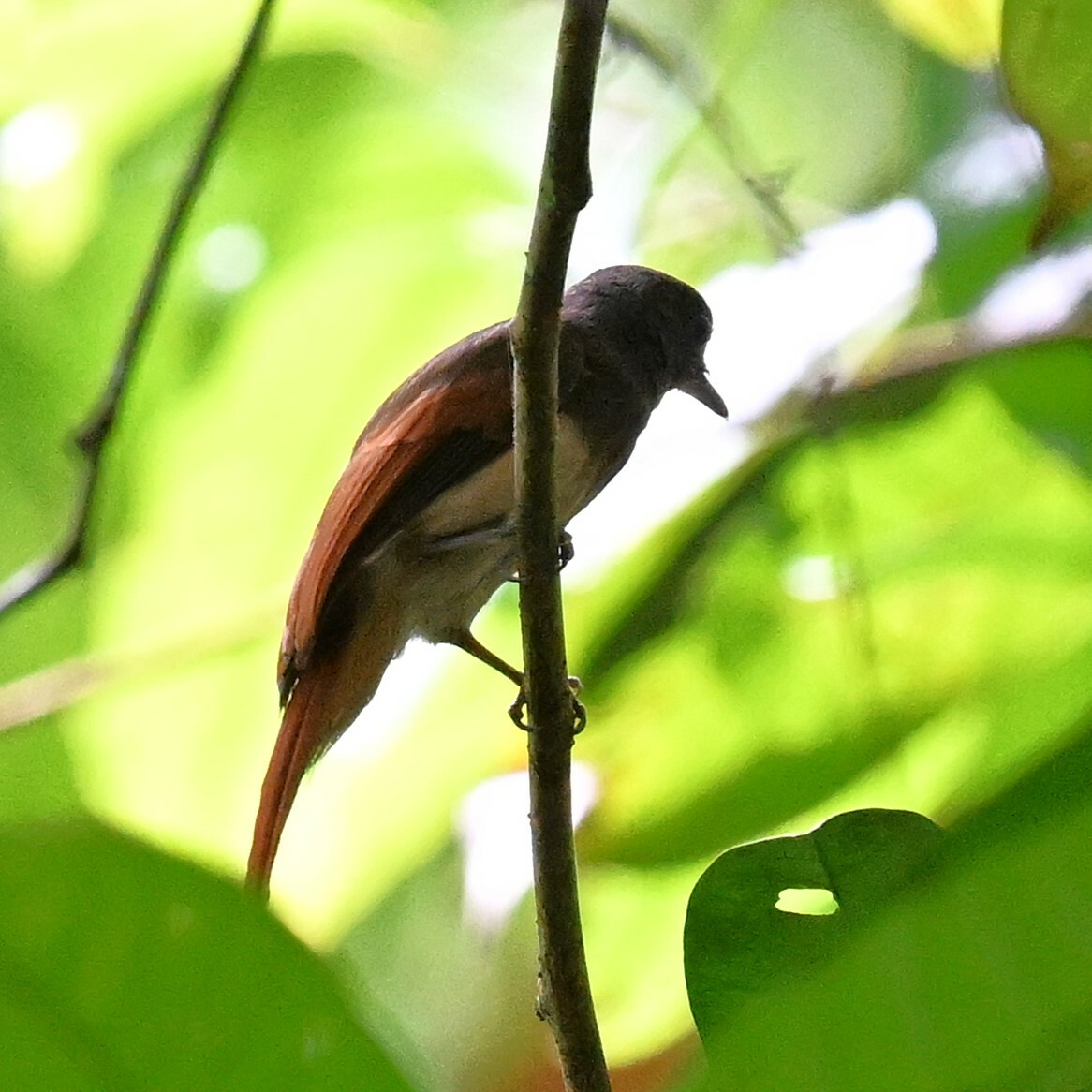Rufous-winged Philentoma (Philentoma pyrhoptera), photo 10