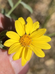 Heterotheca excelsior