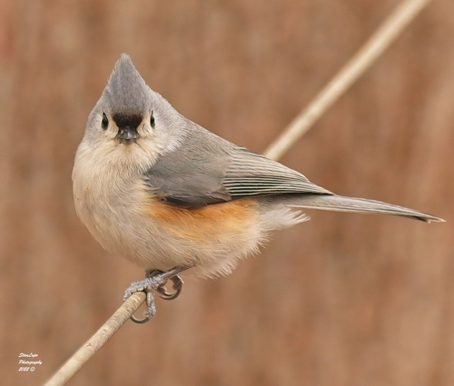 Tufted Titmouse, photo 7 of 10