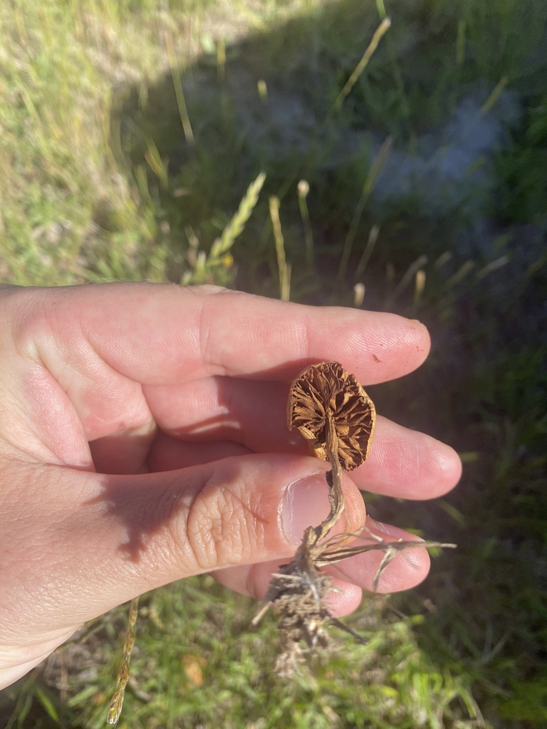 Agrocybe pediades · November 2024 · photo: © carancho (iNaturalist, cc-by)