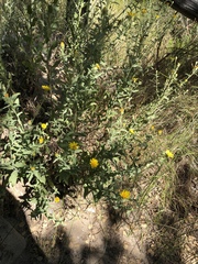 Heterotheca excelsior