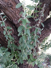 Elaeagnus angustifolia