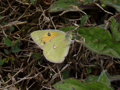 Colias fieldii