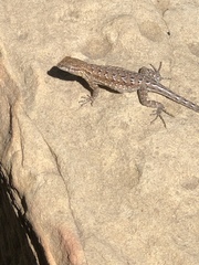 Uta stansburiana elegans
