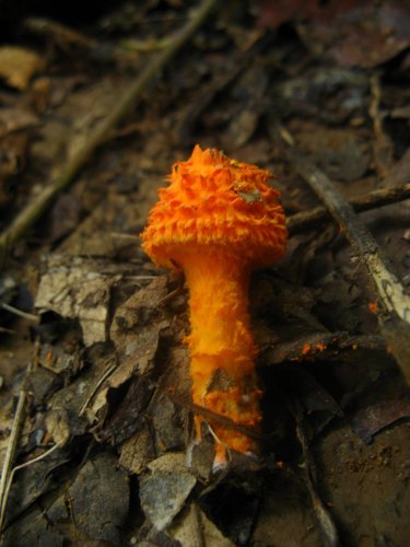 scaly tangerine mushroom