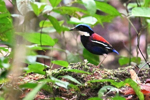 Blue-headed Pitta (Hydrornis baudii), photo 9