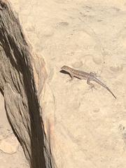 Uta stansburiana elegans