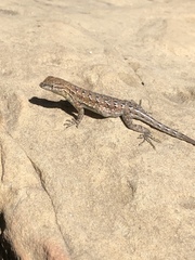 Uta stansburiana elegans