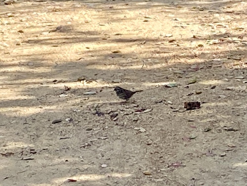 iNaturalist observation photo of Song Sparrow