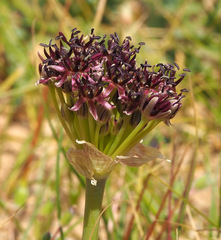 Allium rothii