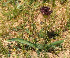 Allium rothii