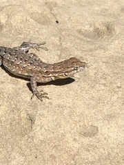 Uta stansburiana elegans