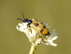 Lydus trimaculatus