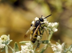 Scolia fuciformis
