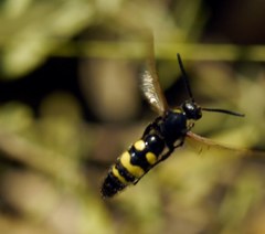Scolia fuciformis