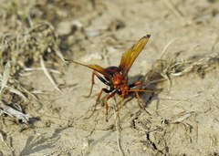 Cryptocheilus rubellus