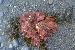 Euptilota formosissima