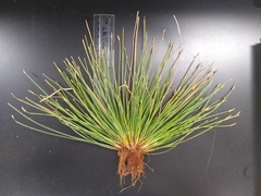 Eleocharis engelmannii