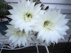 Trichocereeae