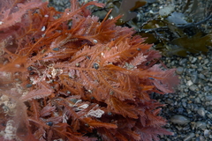 Euptilota formosissima